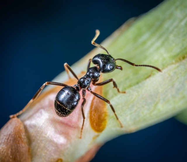 how-to-get-rid-of-ants in-bathroom